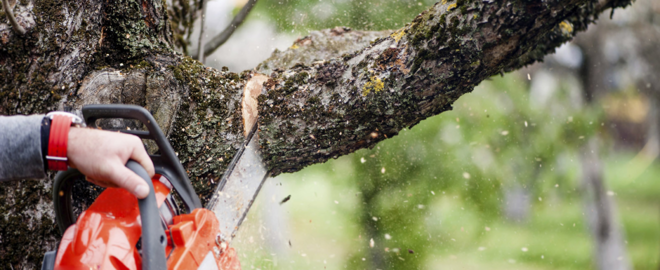 tree cutting services in Sacramento