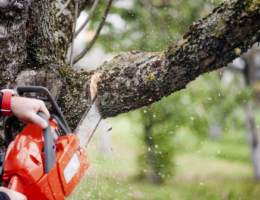 tree cutting services in Sacramento