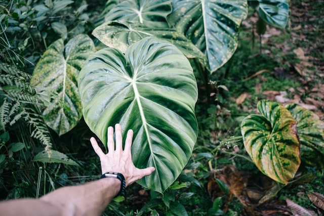 Philodendron Xanadu