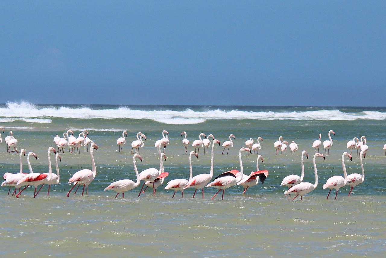 Flamingo Beach