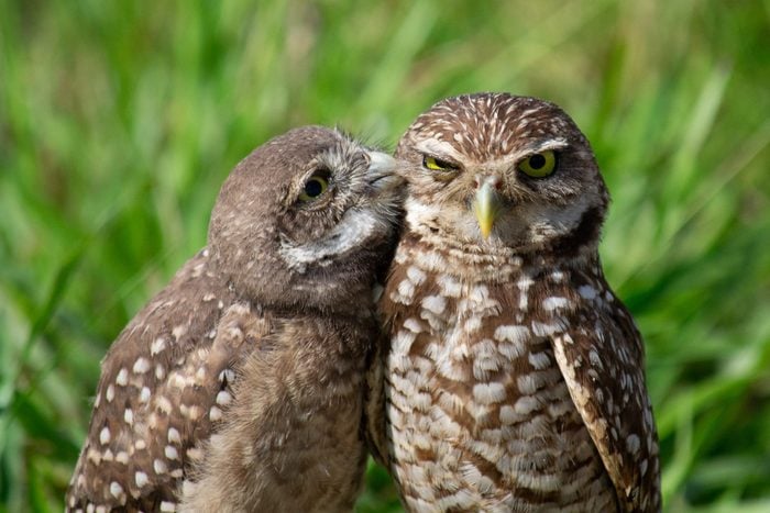 A Peck on the Cheek