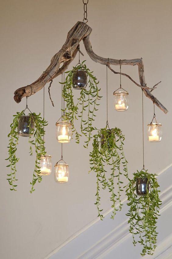 Hanging Plants