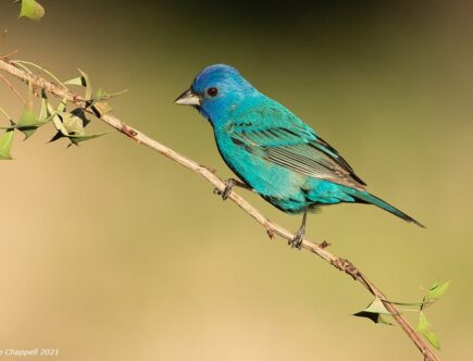 Reasons Why Thailand Is Great For Wildlife Photography