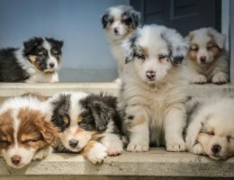 Why You Need A Puppy Raising Program for Your New Dog