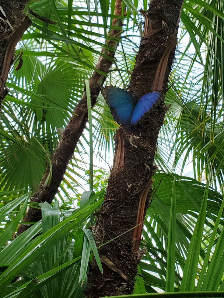 Butterfly Conservatory