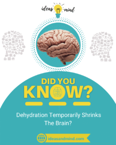 Did You Know Dehydration Temporarily Shrinks The Brain