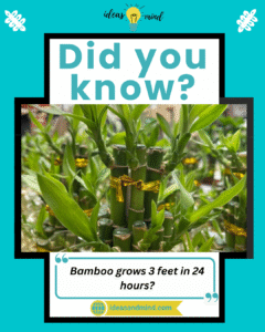 Did you know bamboo grows 3 feet in 24 hours