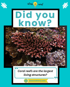 Did you know coral reefs are the largest living structures
