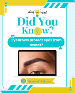 Did You Know Eyebrows protect eyes from sweat
