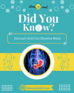 Did You Know Stomach Acid Can Dissolve Metal