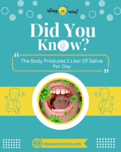 Did You Know The Body Produces 1 Liter Of Saliva Per Day