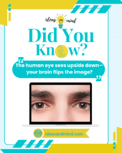Did you know The human eye sees upside down—your brain flips the image