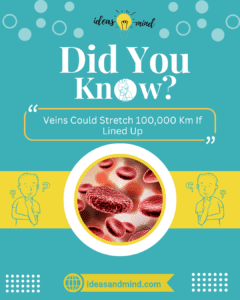 Did You Know The Body Produces 1 Liter Of Saliva Per Day