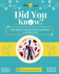 Did You Know Your Blood Travels The Entire Body In 20 Seconds