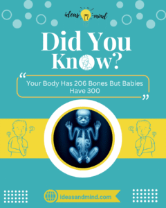 Did you know Your Body Has 206 bones, but babies have around 300.