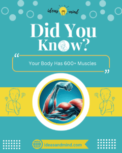 Did You Know Your Body Has 600+ Muscles