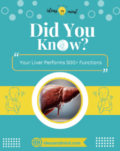 Did You Know Your Liver Performs 500+ Functions