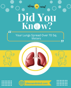 Did You Know Your Lungs Spread Over 70 Sq. Meters