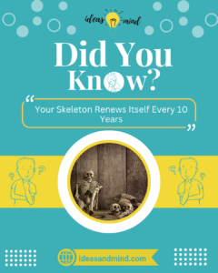 Did You Know Your Skeleton Renews Itself Every 10 Years