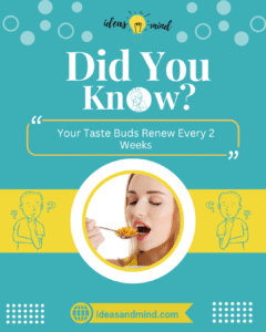 Did You Know Your Taste Buds Renew Every 2 Weeks