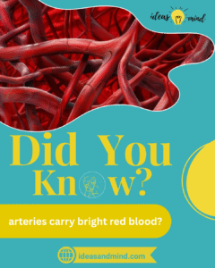 Did you know arteries carry bright red blood
