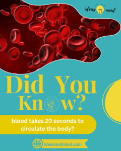 Did you know blood takes 20 seconds to circulate the body