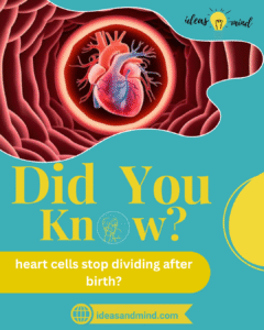 Did you know heart cells stop dividing after birth