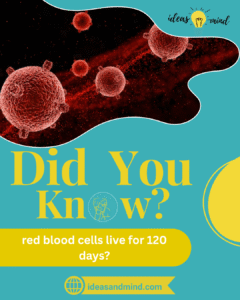 did you know red blood cells live for 120 days
