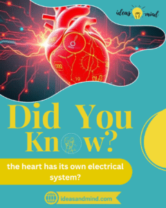 did you know the heart has its own electrical system