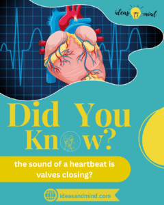 Did you know the sound of a heartbeat is valves closing