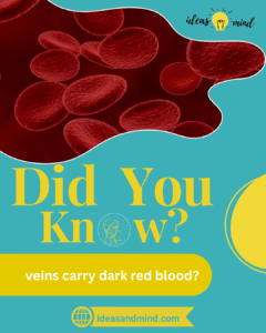 Did you know veins carry dark red blood