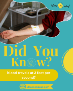 Did You Know you produce 2 million red blood cells every second.