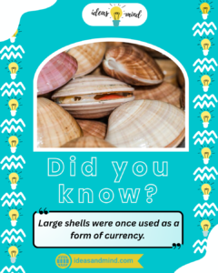 Did You Know Large shells were once used as a form of currency