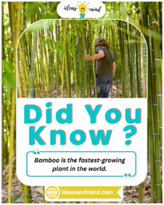 Did You Know Bamboo is the fastest-growing plant in the world