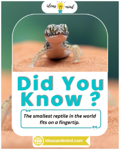 Did You Know The smallest reptile in the world fits on a fingertip