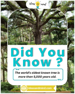 Did You Know The world’s oldest known tree is more than 5,000 years old