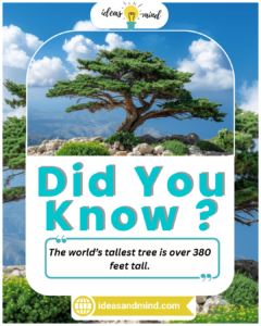 Did You Know The world’s tallest tree is over 380 feet tall