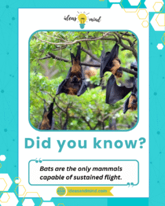 Did you know Bats are the only mammals capable of sustained flight