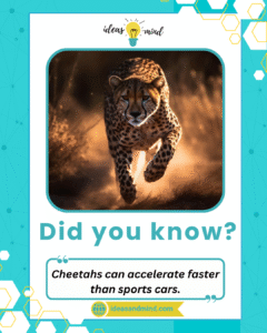 Did you know Cheetahs can accelerate faster than sports cars