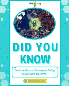 Did you know Coral reefs are the largest living structures on Earth