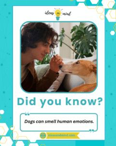 Did you know Dogs can smell human emotions