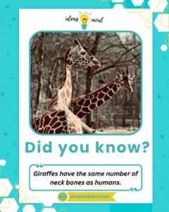 Did you know Giraffes have the same number of neck bones as humans