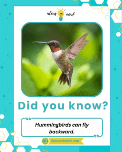 Did you know Hummingbirds can fly backward