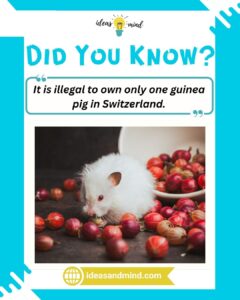 Did you know It is illegal to own only one guinea pig in Switzerland