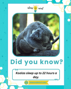 Did you know Koalas sleep up to 22 hours a day