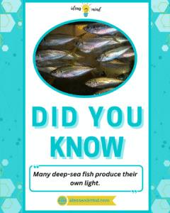 Did you know Many deep-sea fish produce their own light