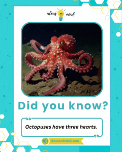 Did you know Octopuses have three hearts
