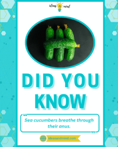 Did you know Sea cucumbers breathe through their anus