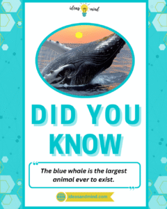 Did you know The blue whale is the largest animal ever to exist
