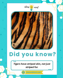 Did you know Tigers have striped skin, not just striped fur